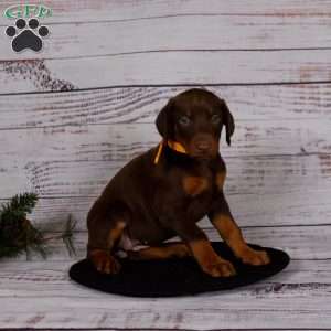 Jessica, Doberman Pinscher Puppy